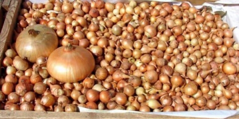 Sorte luka za sadnju prije zime - kada saditi na glavi